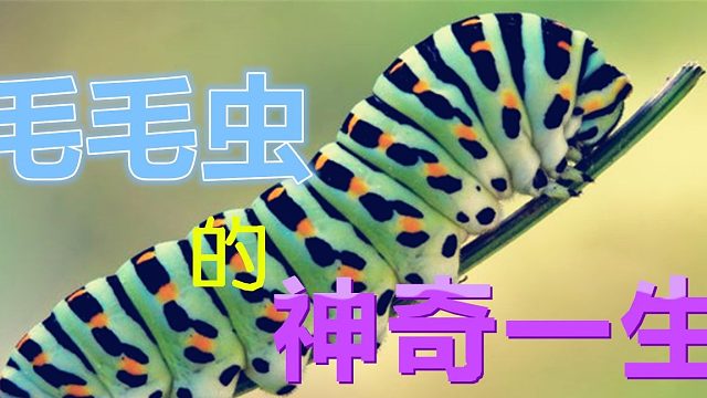 毛毛虫神奇一生：孵化-蜕皮-化蛹-羽化