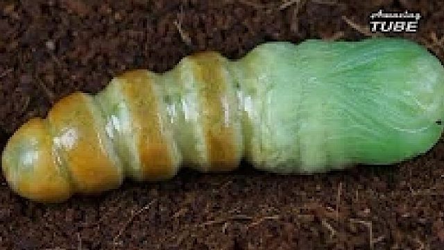4分钟迅速看完毛毛虫长成蝴蝶的全过程