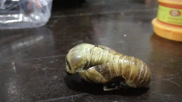 知了～蝉蛹  蜕变过程！