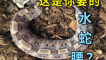 毛毛蟲一樣的網(wǎng)紅肥宅蛇們，卻是非洲致死人數(shù)最多的毒蛇