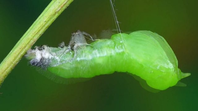 【微距】钩粉蝶从卵到蝶的华丽蜕变