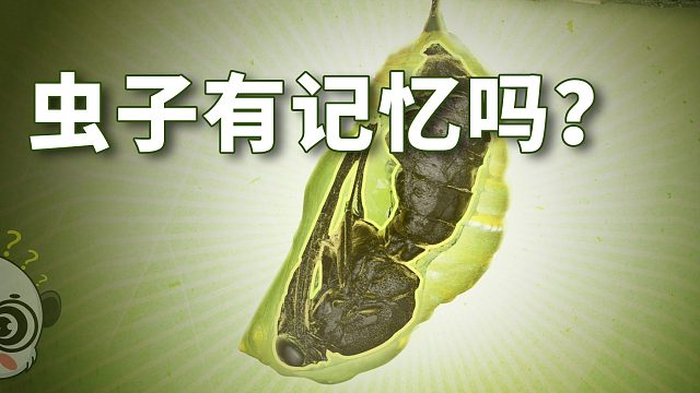 蝴蝶会记得自己是条毛毛虫吗？