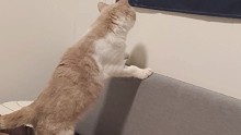 小貓