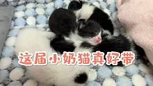 小奶貓：你只管撿我們回家，奶粉錢(qián)我們自己想辦法！