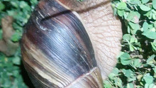 广州路边随处可见非洲大蜗牛
