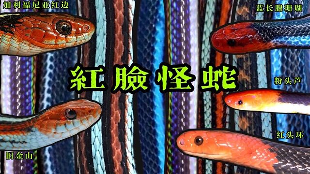【旧金山束带加州蓝长腺珊瑚红头环粉头芦】红蓝撞色的高颜值蛇类科普!!
