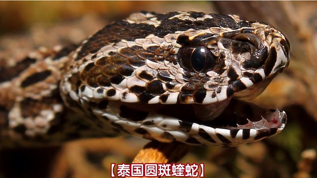 【泰国圆斑蝰蛇】偶遇亚洲致命最高毒蛇