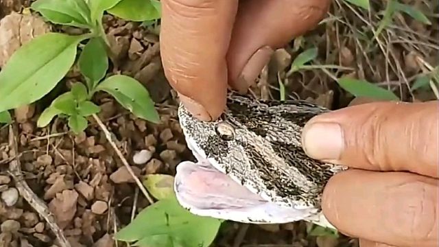 蛇哥帶大家近距離認(rèn)識魯塞爾蝰蛇(泰國圓斑蝰)劇毒！