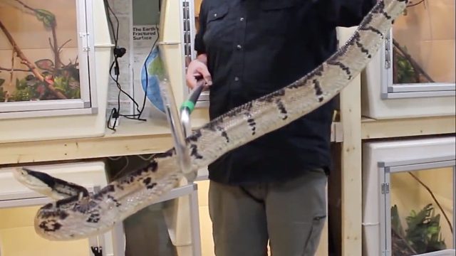 瞬间让人去世！开箱史上最大的蝰蛇 恶名昭著剧毒黑头巨蝮