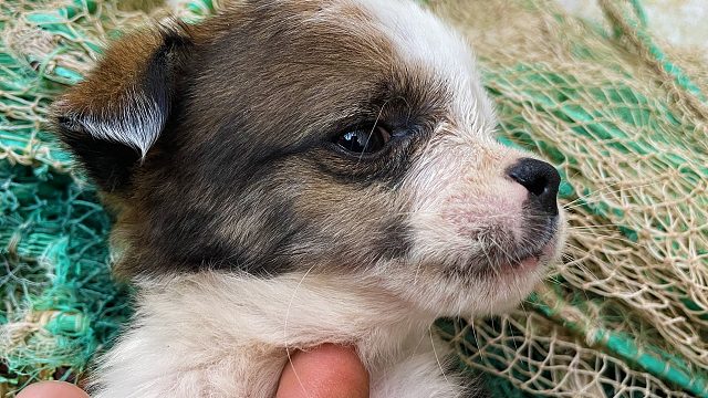 大海退潮后，二强在赶海的路上捡到流浪狗，还收获了迷你八爪鱼