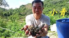 老林最近都是拿青菜和饲料喂乌龟，今天用虾皮来喂，给它补补钙