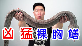 試吃一條非常兇猛的裸胸鱔，皮比豬皮還厚，出鍋后打臉了