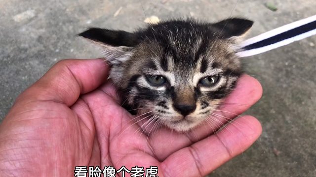 15块买2只小猫，媳妇儿高兴爱不释手，喂吃又喂喝待它像孩子一样