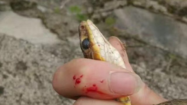 夜钓有风险 出门需谨慎 毒蛇