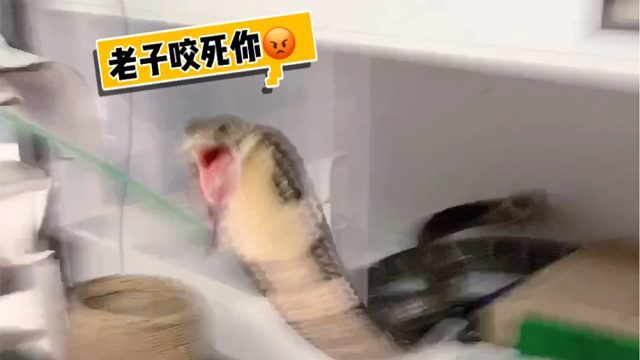 听说你们想看毒蛇～