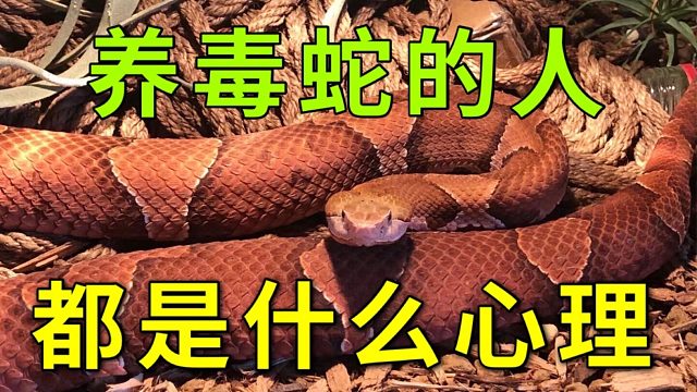 养毒蛇的人都是变态么？养毒蛇被咬了怎么办？为什么要养毒蛇？