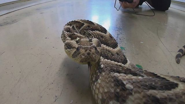 一条处于极度愤怒状态的毒蛇！场面有点混乱！