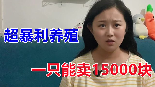 一只鸭卖15000块，与王思聪同款，却是一条致富路，孵化成功赚翻