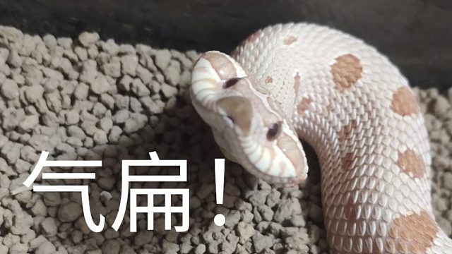 【西部猪鼻蛇】气死我了气死我了气死我了气死我了（提高音量观看）