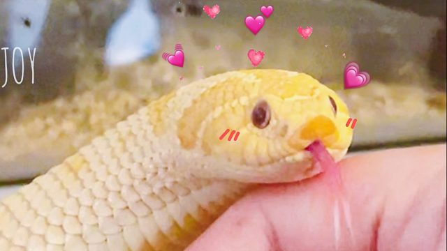 【猪鼻蛇】和可爱胖猪猪一起玩耍～亲不亲？