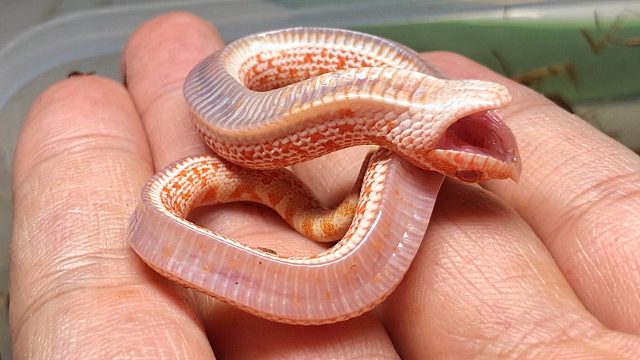 谁说人工饲养的猪鼻蛇不会装死！简直太萌了！！