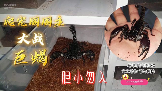 不就是个巨蝎，那是不可能翻车滴【爬宠阁】