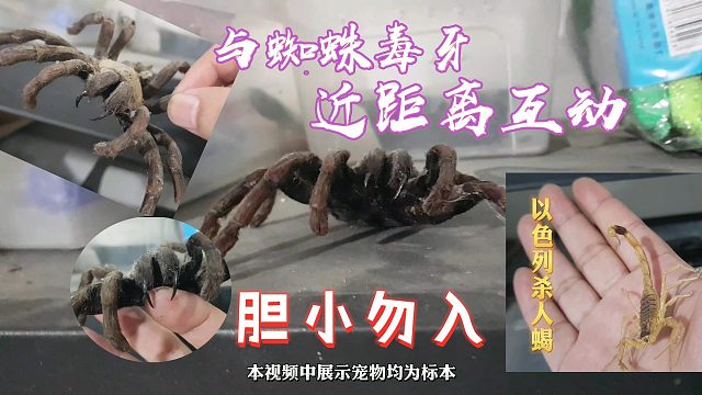 近距離觀賞蜘蛛毒牙，沙漠金蝎【爬寵閣】