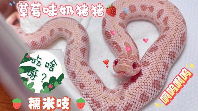 【猪鼻蛇】草莓味奶猪猪干饭记～小傻猪横着吃“草莓糯米吱”噎住了…