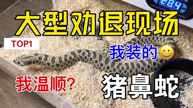 【猪鼻蛇】喷气式战斗机