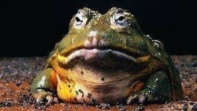 【漫谈】从填词聊到了按图索骥的故事