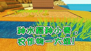 迷你世界25：种水稻种小麦，农作物一大堆！宝妈趣玩