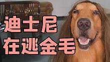 眼睫毛對金毛影響有多大 鏟屎官都看呆了