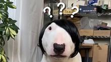 《動(dòng)物迷惑行為大賞??》