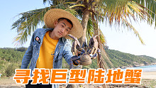 寻找陆地上最大的螃蟹！据说钳子能夹爆椰子