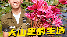 大山里的生活之我们去挖美味的睡莲！