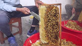 又是一年秋叶黄，大山里的蜂农开始割蜂蜜，这样的土蜂蜜想吃吗