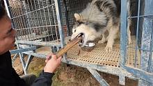 7手的阿拉斯加犬能扛到今天，真是顏值救了它，要不然早就！