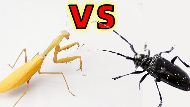 螳螂VS天牛，這場(chǎng)大戰(zhàn)結(jié)果會(huì)怎樣？