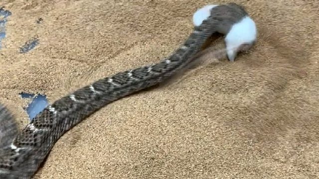 响尾蛇捕食小白鼠，胆小勿入