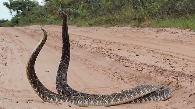 响尾蛇求偶行为