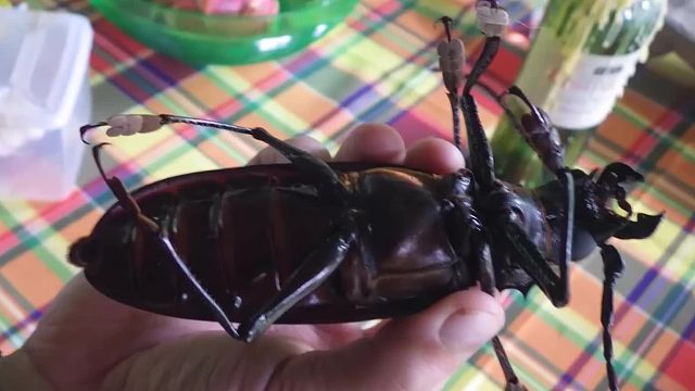 【泰坦天牛】来，给你钳子，一块钱四个，嘿嘿。