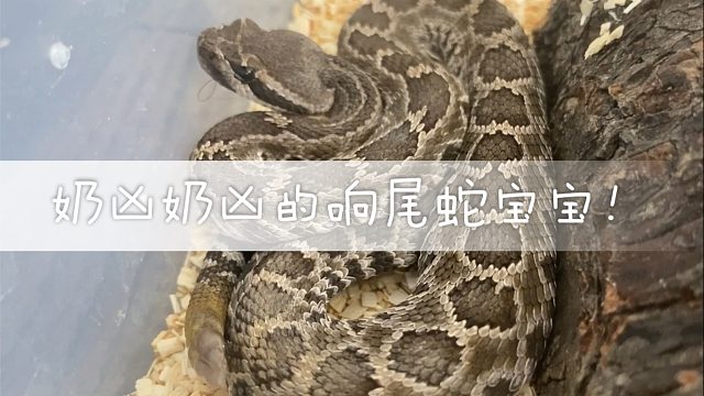 剧毒响尾蛇的苗子居然这么可爱，奶凶奶凶的