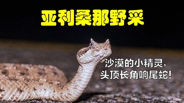 【野采】有角响尾蛇！这沙漠也太危险了吧，一晚二十多条蛇！
