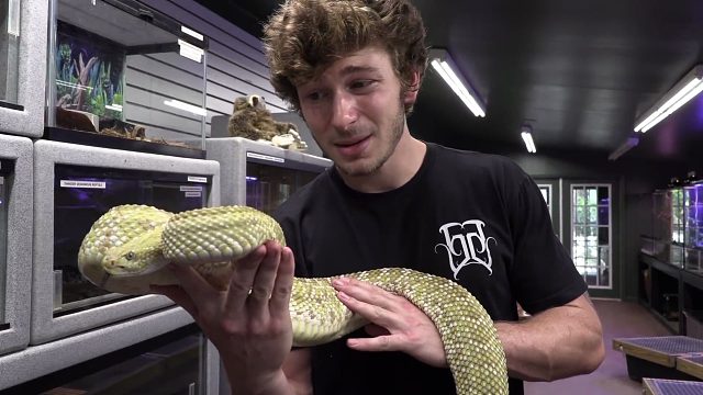 处理我最大的响尾蛇！！！毒真不是一般的大！