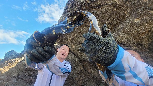 台风来临鱼群躲进大水坑，巨石底下一对黑色大石斑让兄弟俩乐坏了