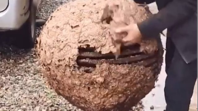 马蜂被抄家，看看马蜂窝内部是什么结构！