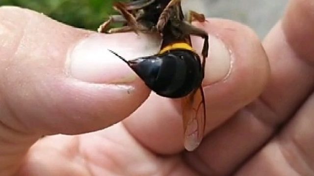 马蜂的屁股真好吃