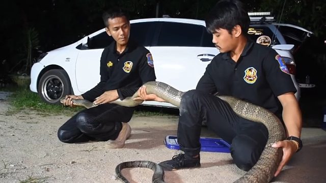 泰国尖竹汶捕获4