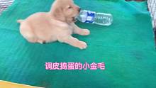 调皮捣蛋的小金毛