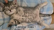 胖嘟嘟的小老二，不知道霸道總裁小八能不能接受她。拭目以待。